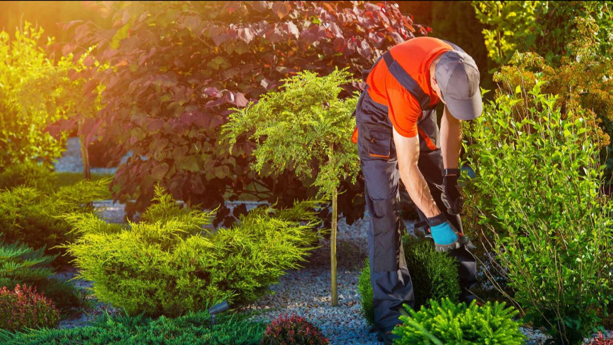 Lawn Care Services